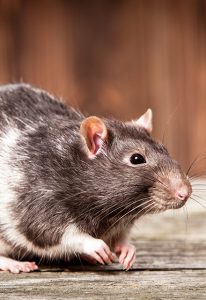 Home | Weitech - Intelligent pest control / Répulsifs à ultrason